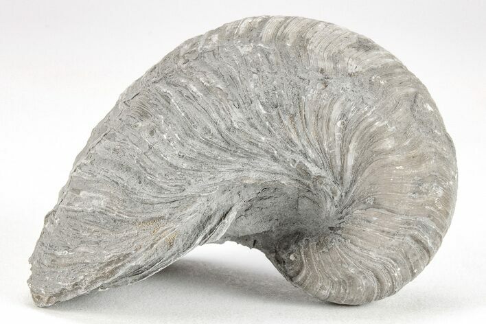 Devil's Toenail Fossil Oyster (Gryphaea) - Large Size - Photo 1